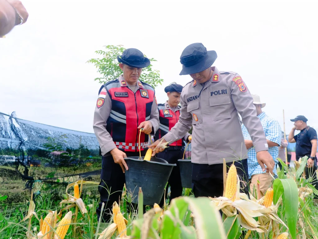 Foto: Polres Lhokseumawe bersama PT Satya Agung menggelar Panen Raya Jagung Serentak Kuartal II Tahun 2026 di lahan Hak Guna Usaha (HGU) PT Satya Agung, Desa Meunasah Dayah, Kecamatan Simpang Keuramat, Kabupaten Aceh Utara