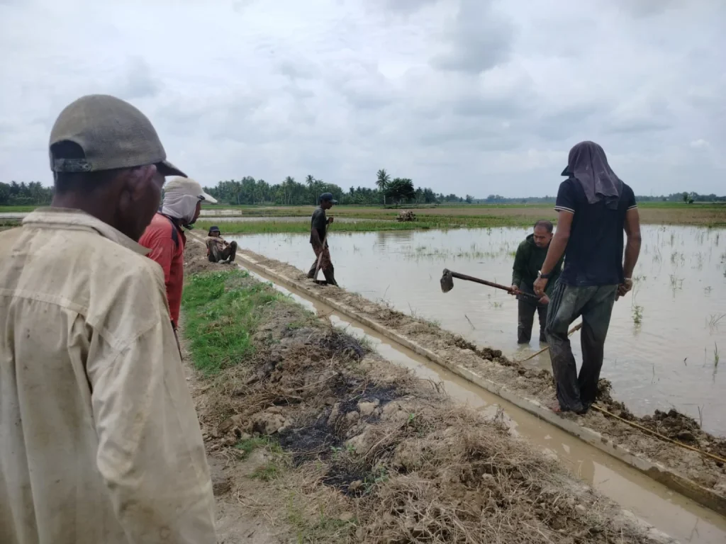 Warga gotong royong buru hama tikus