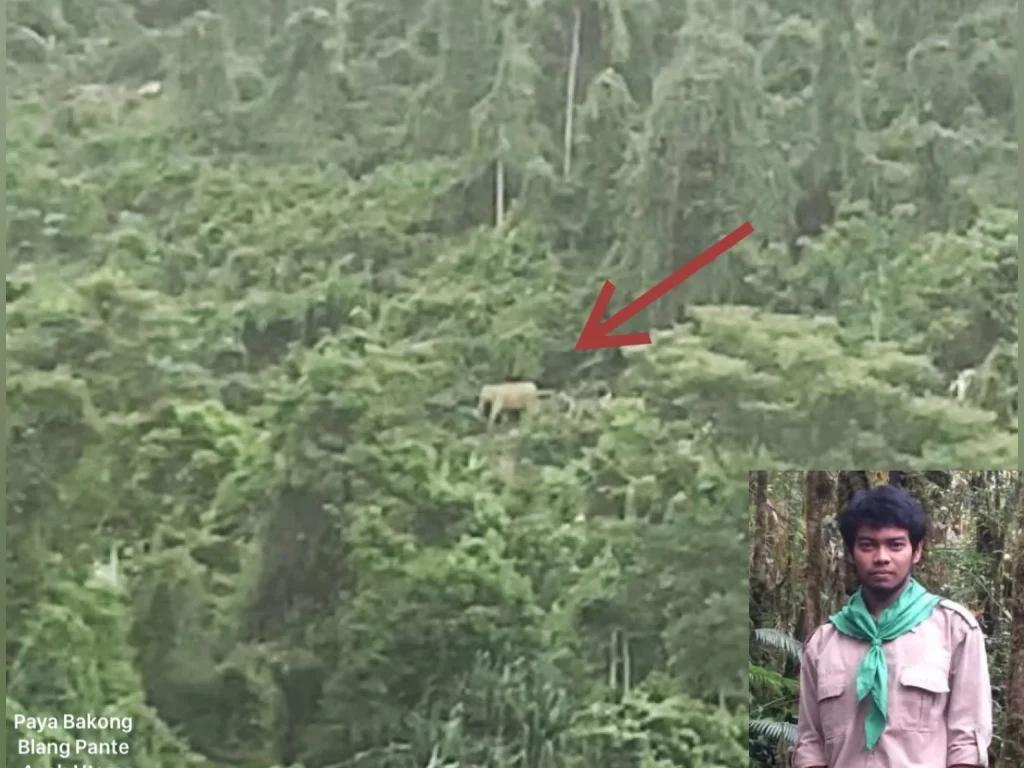 Foto: Lembaga Pembelaan Lingkungan Hidup & HAM (LPLHa) bersama warga, BKSDA melakukan penghalauan terhadap Satwa dilindungi (gajah) yang kerap memasuki kawasan yang kini telah menjadi perkebunan warga, gampong Blang Pante, Kec. Paya Bakong Aceh Utara, diperkirakan ada belasan ekor gajah saat ini Selasa 1 Oktober 2024.