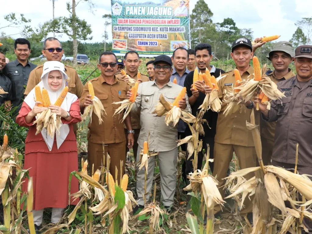 Foto: enjabat Bupati Aceh Utara Dr Mahyuzar, MSi, memanen jagung di Gampong Sido Mulyo Kecamatan Kuta Makmur, Selasa, 12 Desember 2023. Jagung kering pipil yang umumnya dipakai untuk bahan baku pakan ternak, menjadi salah satu produk pertanian yang cukup berkorelasi dengan indeks inflasi