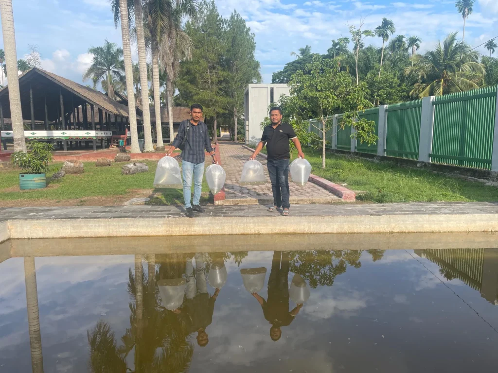 Foto: Pokarwis Pirak Tour Melepaskan 1000 Benih ikan nila kedalam kolam di Komplek Situs Cagar Budaya Nasional Rumah Cut Mutia di desa mesjid Pirak Kecamatan Matangkuli